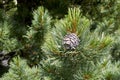 Pinus cembra branch close up Royalty Free Stock Photo