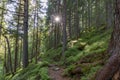 Forest of Swiss stone pine Trees illuminated by Sunbeams a Carpet of Moss and stones covering the forest floor. Natural relict Swi