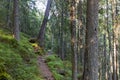 Forest of Swiss stone pine Trees illuminated by Sunbeams a Carpet of Moss and stones covering the forest floor. Natural relict Swi