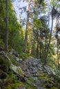 Forest of Swiss stone pine Trees illuminated by Sunbeams a Carpet of Moss and stones covering the forest floor. Natural relict Swi