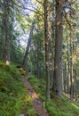 Forest of Swiss stone pine Trees illuminated by Sunbeams a Carpet of Moss and stones covering the forest floor. Natural relict Swi