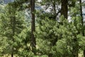 Pinus cembra trees Royalty Free Stock Photo