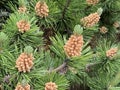 Pinus contorta in spring near Vlodava