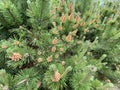 Pinus contorta in spring near Vlodava