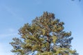 Pinus elliottii tree on blue background Royalty Free Stock Photo
