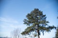Pinus elliottii tree on blue background Royalty Free Stock Photo