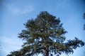 Pinus elliottii tree on blue background Royalty Free Stock Photo