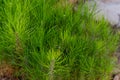 Pinus elliottii TREE seedlings Royalty Free Stock Photo
