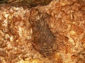 Pinus engelhardtii fossil cone Royalty Free Stock Photo