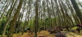 Pinus Forest Mangunan in South Mountain