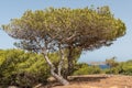 One Pinus halepensis, Aleppo pine Tree Royalty Free Stock Photo