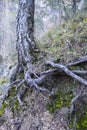 Pinus Halepensis roots in the mountain in Spain