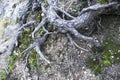 Pinus Halepensis roots in the mountain in Spain