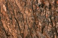 PINUS HALEPENSIS TREE BARK TEXTURE Royalty Free Stock Photo