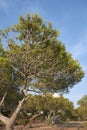 Pinus halepensis tree Royalty Free Stock Photo