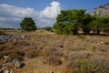 Pinus halepensis tree grows in August. Rhodes Island, Greece