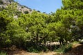 Pinus halepensis tree grows in August. Rhodes Island, Greece