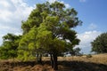 Pinus halepensis tree grows in August. Rhodes Island, Greece