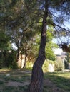 Pinus halepensis tree Royalty Free Stock Photo