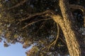 Pinus halepensis tree from under perspective Royalty Free Stock Photo
