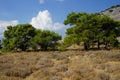 Pinus halepensis trees grow in August. Rhodes Island, Greece