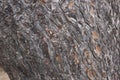 Pinus halepensis trunk Royalty Free Stock Photo