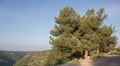 Pinus halepensis, west Galilee