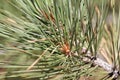 Pinus Jeffreyi Buds - San Bernardino Mtns - 082222
