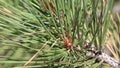 Pinus Jeffreyi Buds - San Bernardino Mtns - 082222