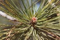 Pinus Jeffreyi Buds - San Emigdio Mtns - 100622