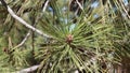 Pinus Jeffreyi Buds - San Emigdio Mtns - 100622