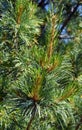 Pinus koraiensis