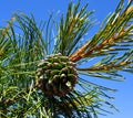 Pinus koraiensis cone