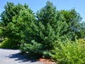 Pinus koraiensis is a species of pine