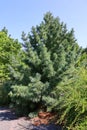 Pinus koraiensis is a species of pine