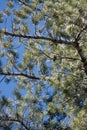 Pinus Lambertiana Leaf - San Jacinto Mtns - 061322