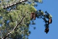 Pinus Lambertiana Ovulate Cone - San Jacinto Mtns - 061322