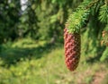 Pinus lambertiana or sugar pine cone. Close up with a pine cone in a tree