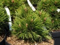 Pinus leucodermis, closeup Royalty Free Stock Photo
