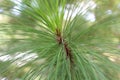 Pinus luchuensis, commonly called Luchu pine or Okinawa pine