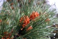 Pinus massoniana (Masson\'s pine) after rain