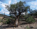 Pinus monophylla