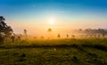 Pinus mugo - It is also known as creeping pine, dwarf mountain pine, mugo pine Royalty Free Stock Photo