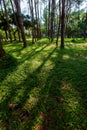 Pinus mugo - It is also known as creeping pine, dwarf mountain pine Royalty Free Stock Photo