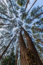 Pinus mugo - It is also known as creeping pine, dwarf mountain pine, mugo pine
