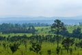 Pinus mugo - It is also known as creeping pine, dwarf mountain pine, mugo pine