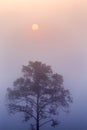 Pinus mugo - It is also known as creeping pine, dwarf mountain pine Royalty Free Stock Photo