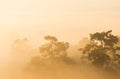 Pinus mugo - It is also known as creeping pine, dwarf mountain pine Royalty Free Stock Photo