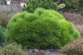 Pinus mugo. creeping pine, dwarf mountain pine.