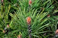 Pinus mugo backlit Royalty Free Stock Photo